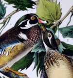 John James Audubon, [italics]Wood Duck - Summer Duck [/italics] (detail), 1841-1871, Royal Octavo Edition, Lithograph. 