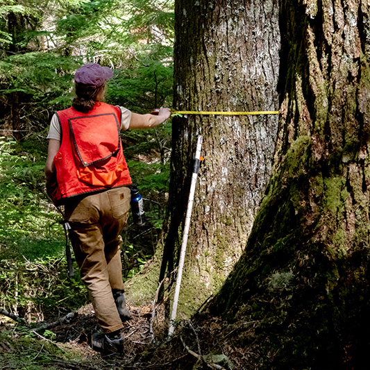 Nancy Floyd: For the Love of Trees