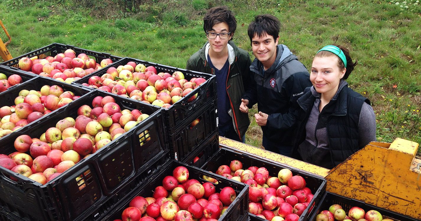 Gleaning apples