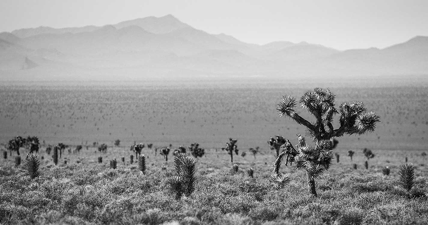 Monochromatic image of a Joshua tree in the Nevada desert