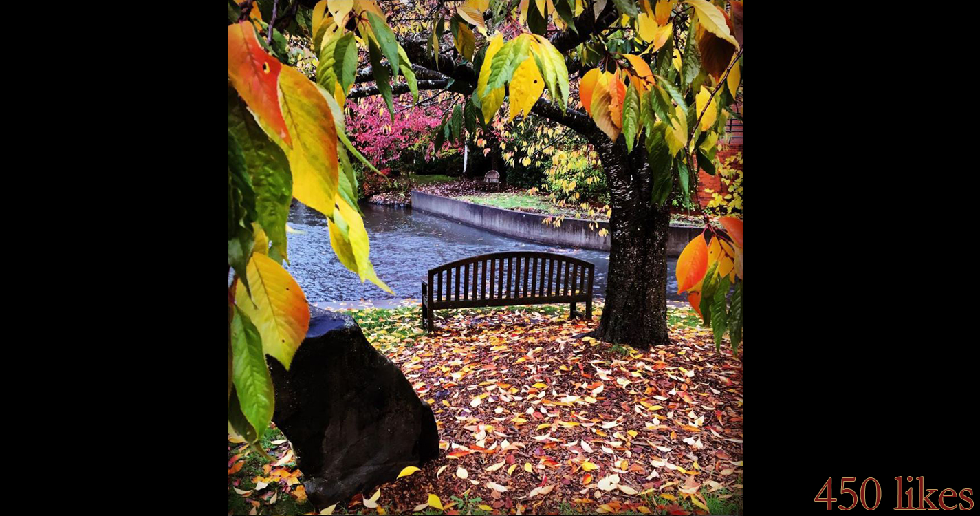 Bench by Mill Stream at Willamette University