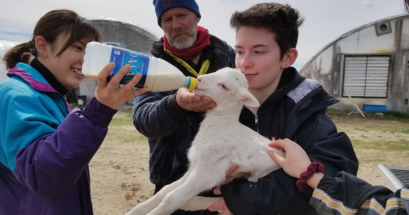 Students bottle feed a lamb