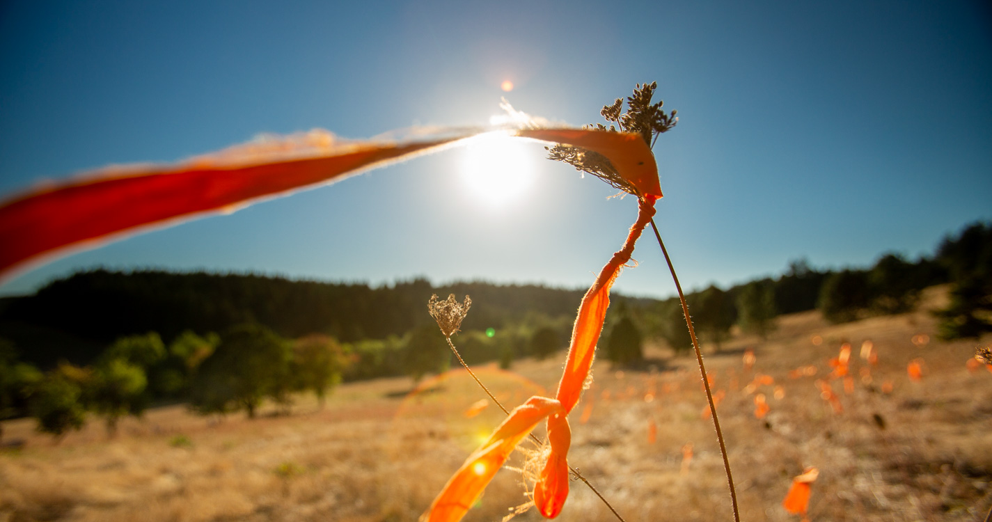 Orange ribbon tied to dried plant in a golden field, part of an art installation