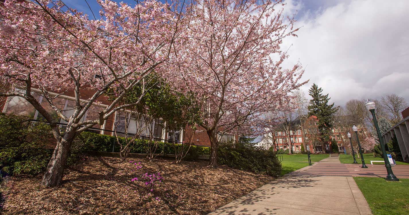 view of cherry blossom trees and empty sidewalk along the Quad