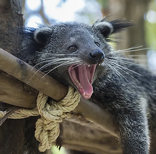 Picture of a wild, potentially sleepy, potentially angry binturong lying on a branch in a tree.